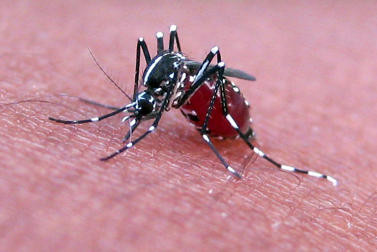  The Ethics of Eliminating Mosquitos