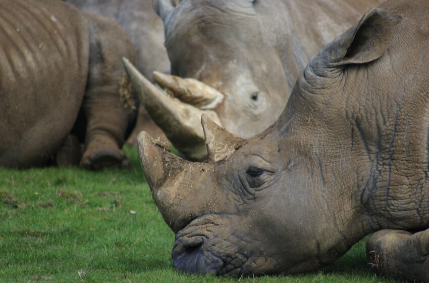 Hanging around: Ig Nobel Awarded for Rhino Transport Discovery