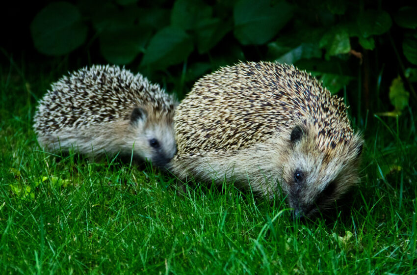 Hogging the Limelight: Leeds wins Silver Hedgehog Award