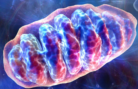 Mitochondrial DNA is Making its Way Into the Human Genome