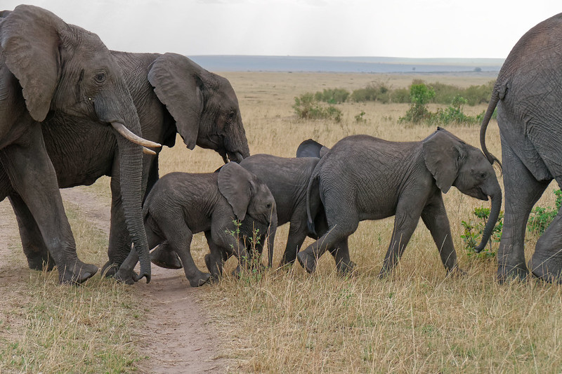  How Elephants Drive Sustainability
