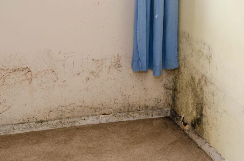  Leeds City Council outlines action plan for damp and mould as complaints double