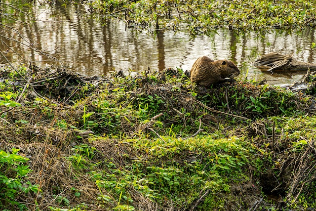  Beaver-Works