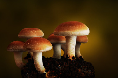  The Magic of Mushrooms