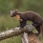 An image of a pine marten.