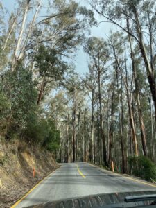 What can the LA wildfires teach us about the importance of Indigenous knowledge?