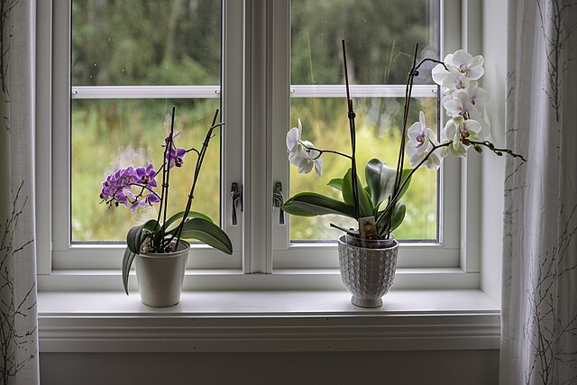 Two potted orchids on the window sill