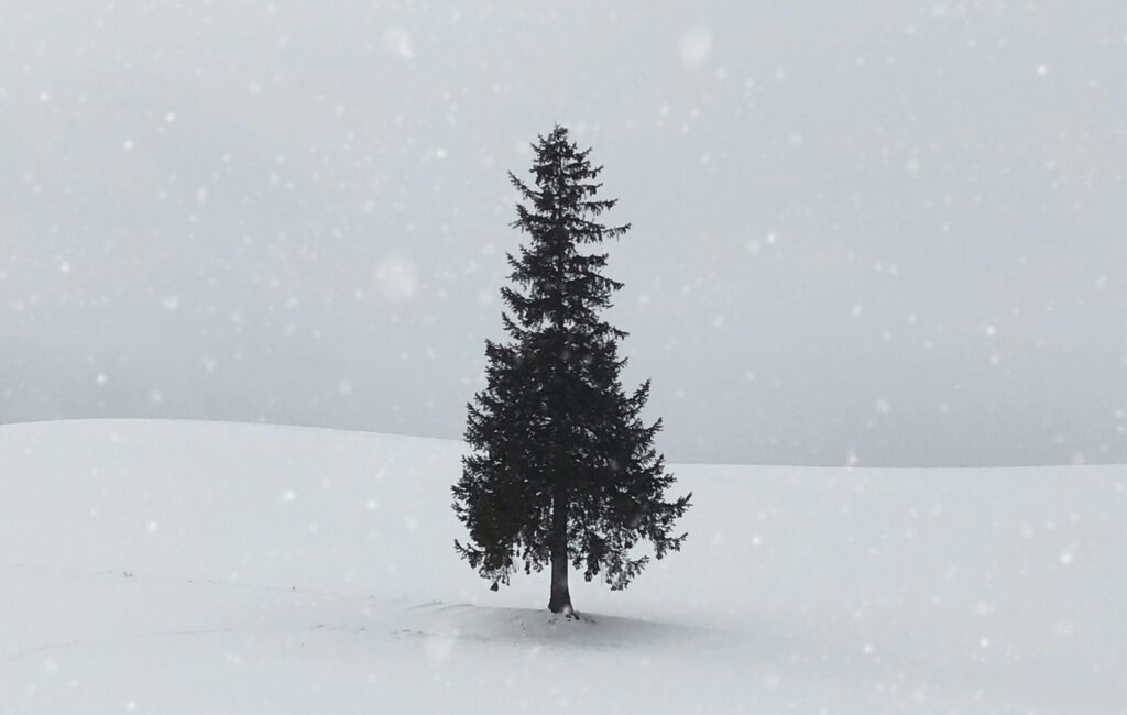 One single fir tree in the centre of a snowy setting