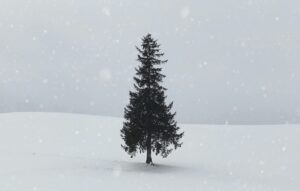 One single fir tree in the centre of a snowy setting