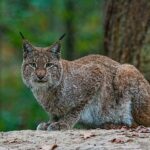 kenny-goossen-JTCczhWo3fY-unsplash (1)